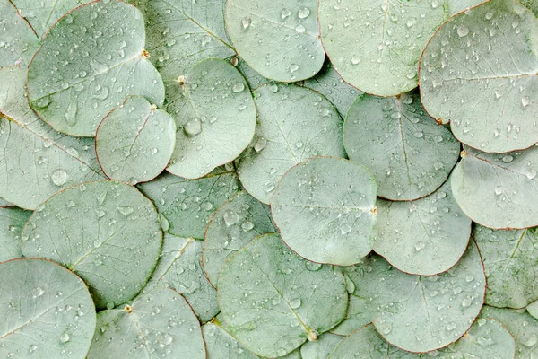 背景:绿色桉树叶与雨滴、露水制成的纹理.平躺在地上，俯瞰四周 — 图库照片