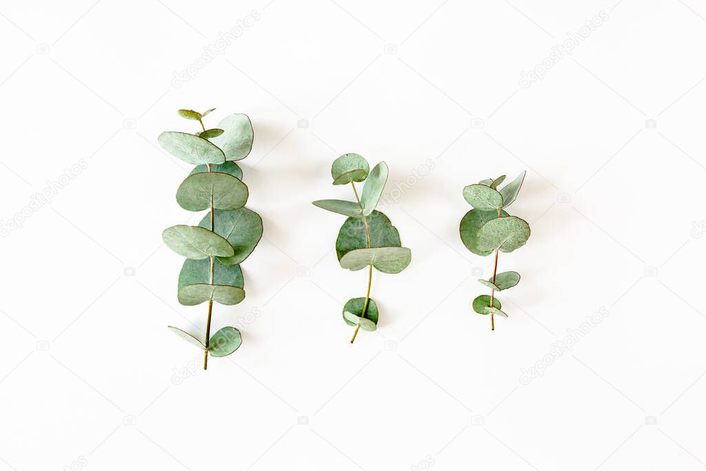 green leaves eucalyptus on white background. flat lay, top view