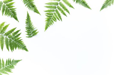 eğreltiotu dalları beyaz arka planda izole. düz yatış, üst görünüm