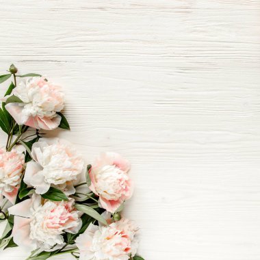 Kenar çerçevesi pembe ve bej şakayıklardan yapılmış ve beyaz arka planda izole edilmiş. Düz yerde, üst tarafta. Çiçek çerçevesi.