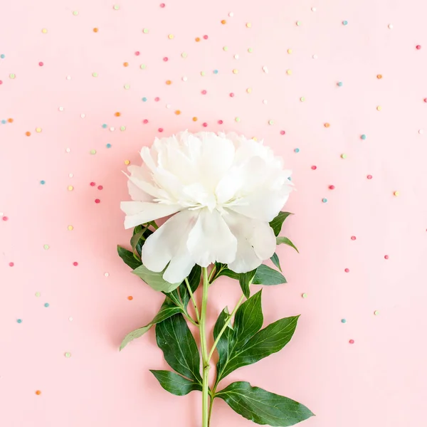 Bellissimo fiore di peonia bianca su sfondo rosa. La consistenza di una peonia. Posa piatta, vista dall'alto. — Foto Stock