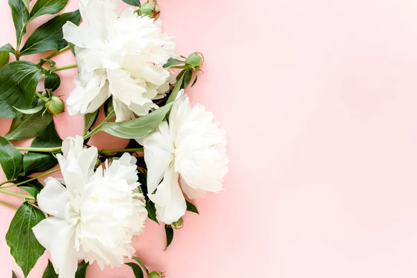 Białe piwonie na różowym tle. Minimalna kartka z życzeniami kwiatowymi. Płaskie ułożenie, widok z góry. — Zdjęcie stockowe
