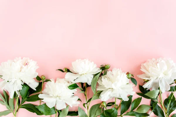 Peonie bianche su sfondo rosa. Biglietto di auguri minimale concetto floreale. Posa piatta, vista dall'alto. — Foto Stock