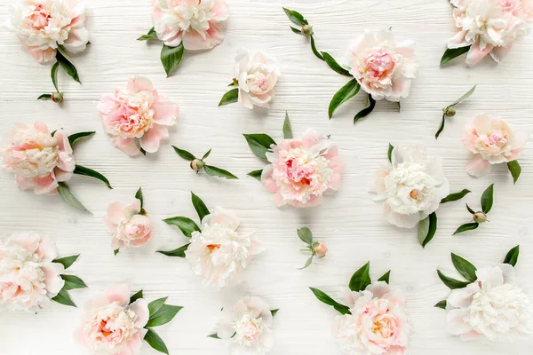Bordure faite de pivoines roses et beiges fleur et isolé sur fond blanc. Couché à plat, vue de dessus. Cadre de fleurs. — Photo