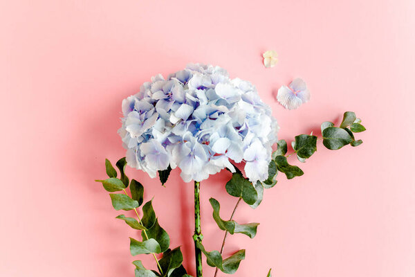 Blue hydrangea flower on the pink background. Flat lay, top view 