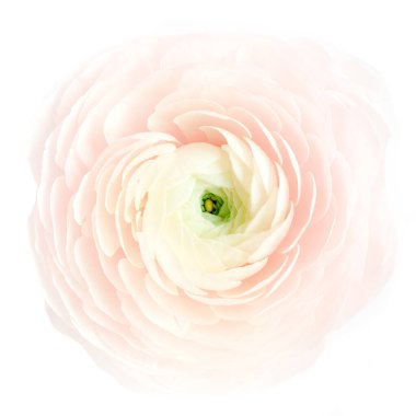 Çiçek çiçeği çiçekleri beyaz arka planda izole edilmiş.