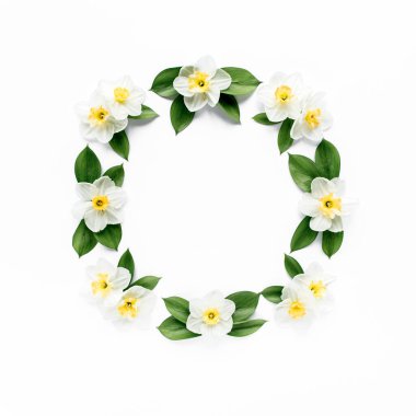 Beyaz çiçekli narsisli yuvarlak çerçeve, papatya tomurcukları, dallar ve beyaz arka planda izole edilmiş yapraklar. Düz uzan, üst görünüm