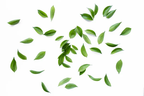 Текстура с зелеными листьями и ветвями, выделенными на белом фоне. lay flat, top view — стоковое фото