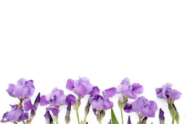Beyaz arka planda mor iris çiçeği buketi. Düz yatış, üst görünüm — Stok fotoğraf