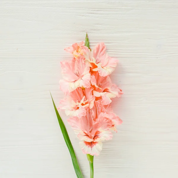 Gladioli rosa su sfondo bianco in legno. Modello floreale di biglietto di auguri per le vacanze gladioli. Posa piatta, vista dall'alto. Cornice di fiori. Struttura dei fiori — Foto Stock