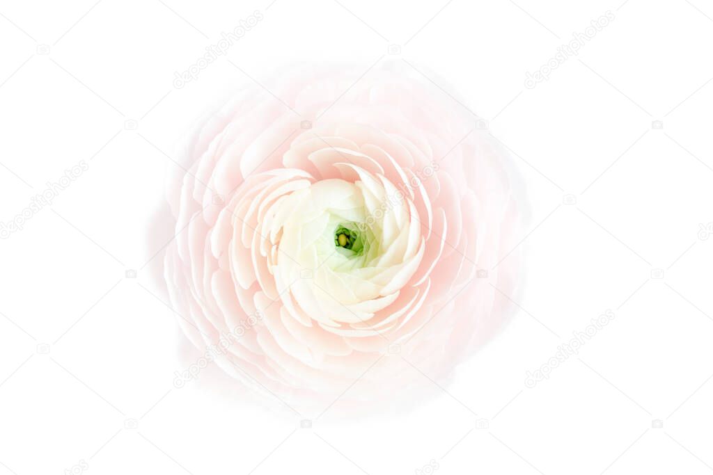 Floral background texture made of pink ranunculus flower buds on white background. Flat lay, top view floral background.