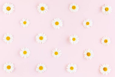 Papatya, taç yaprakları ve pembe arka planda yapraklardan oluşan desen. Düz yatış, üst görünüm