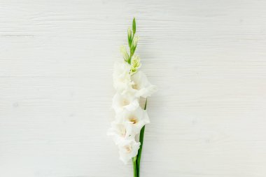 Tahta beyaz arka planda sarı gladioluslar. Gladioli bayram tebrik kartının çiçek deseni. Düz yerde, üst tarafta. Çiçek çerçevesi. Çiçek dokusu