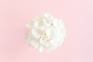 Pembe arka planda güzel, beyaz bir ortanca çiçeği. Çiçek konsepti. Düz yatış, üst görünüm. 