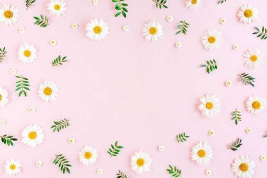 Çerçeve papatya, taç yaprakları, pembe arka planda yapraklar. Düz yatış, üst görünüm