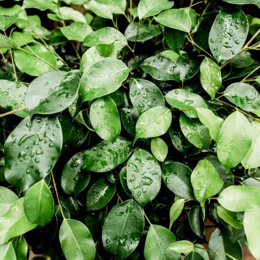 Düzen, doku, yeşil yapraklardan yapılmış arka plan. Yeşil yaprak dokusu. Doğa konsepti. Düz yatış, üst görünüm. 