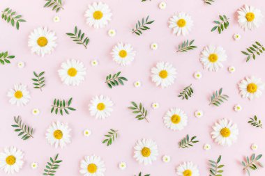 Papatya, taç yaprakları ve pembe arka planda yapraklardan oluşan desen. Düz yatış, üst görünüm