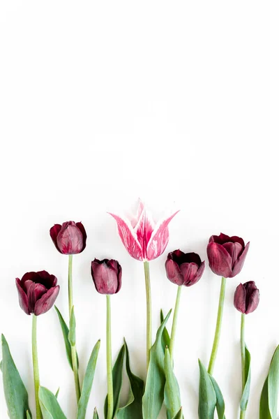 Burgundy-purple tulips on white background. Minimal floral concept. Flat lay, top view. — Stock Photo, Image