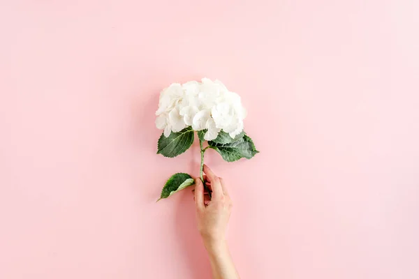 Bellissimo fiore di ortensia bianca su sfondo rosa. Concetto floreale. Posa piatta, vista dall'alto. — Foto Stock