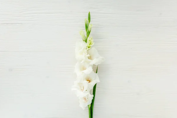 Tahta beyaz arka planda sarı gladioluslar. Gladioli bayram tebrik kartının çiçek deseni. Düz yerde, üst tarafta. Çiçek çerçevesi. Çiçek dokusu — Stok fotoğraf