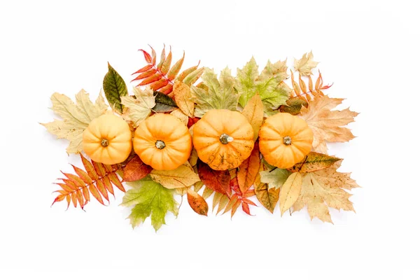Muster aus trockenen Herbstblättern, Kürbissen und Baumwolle. Der Sturz lag flach. Ansicht von oben. Minimalkonzept Herbst — Stockfoto