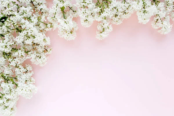 Hermosa lila blanca sobre un fondo rosa — Foto de Stock