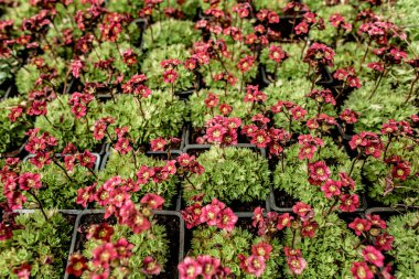 Düzen, doku, yeşil yapraklardan yapılmış arka plan. Yeşil yaprak dokusu. Doğa konsepti. Düz yatış, üst görünüm. 