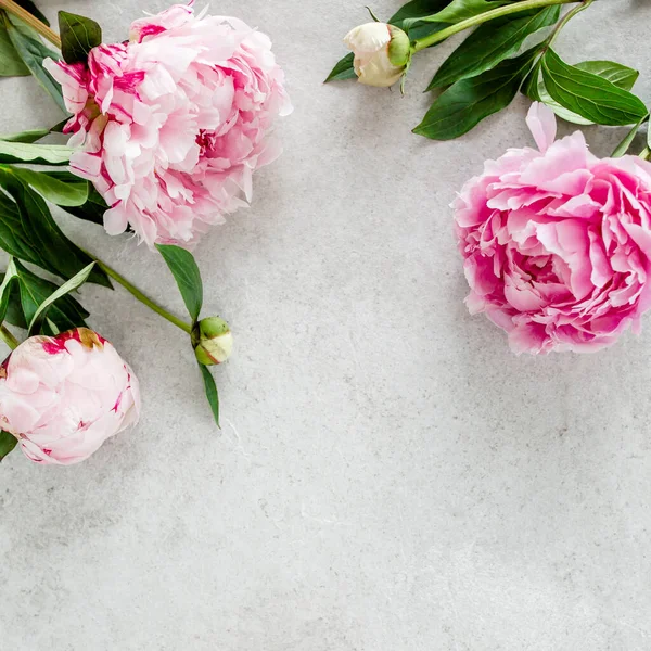 Schöne rosa Pfingstrosenblüten auf grauem Steintisch mit Kopierplatz für Ihren Text. Flacher Stil, Draufsicht — Stockfoto
