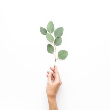 Beyaz arka planda okaliptüs yaprağı tutan kadın eli. düz yatış, üst görünüm