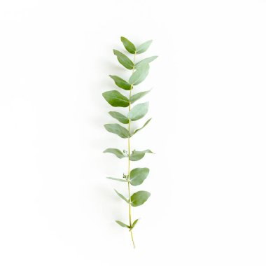 Okaliptüs populus yapraklı yeşil dal beyaz arka planda kalır. Düz uzan, üst görünüm