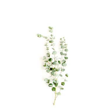 Beyaz arka planda yeşil okaliptüs. düz yatış, üst görünüm