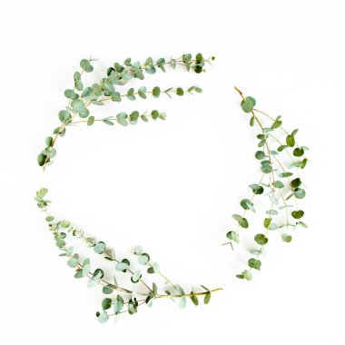 Beyaz arka planda izole edilmiş okaliptüs dallarından yapılmış çelenk çerçevesi. Düz uzan, üst görünüm