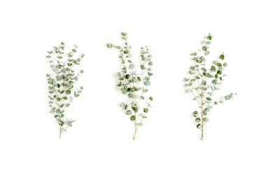 Beyaz arka planda yeşil okaliptüs yaprakları. düz yatış, üst görünüm