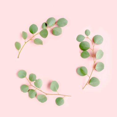 Dal dallarından yapılmış yuvarlak çelenk çerçevesi pembe arka planda izole edilmiş okaliptüs populus. Düz uzan, üst görünüm