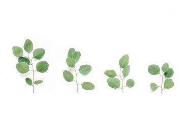 Yeşil dal, beyaz arka planda okaliptüs yaprakları. Düz konum, üst görünüm minimum konsept.