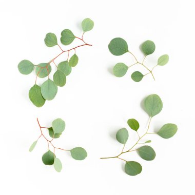 Beyaz arka planda izole edilmiş okaliptüs dallarından yapılmış çelenk çerçevesi. Düz uzan, üst 