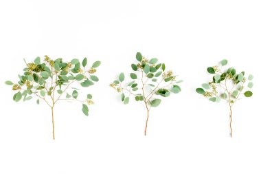 Okaliptüs yaprakları ve okaliptüs dalları beyaz arka planda meyve şeklinde. Düz yerde, üst tarafta. Çiçek konsepti