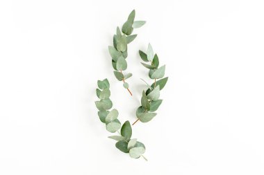 yeşil yapraklar okaliptüs beyaz arka planda izole. düz yatış, üst görünüm