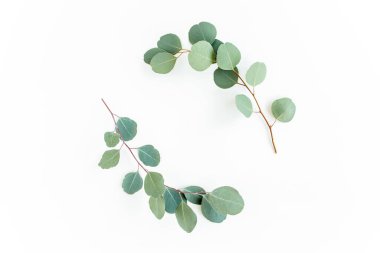 Okaliptüsten yapılmış çelenk çerçevesi ve beyaz arka planda izole edilmiş yapraklar. Düz uzan, üst görünüm