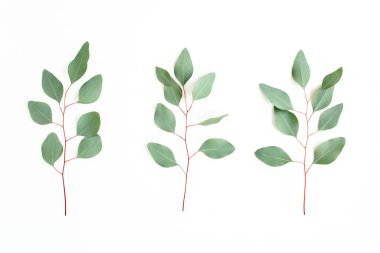 Yeşil dal, beyaz arka planda okaliptüs yaprakları. Düz konum, üst görünüm minimum konsept.