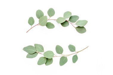 Beyaz arka planda izole edilmiş okaliptüs dallarından yapılmış çelenk çerçevesi. Düz uzan, üst görünüm