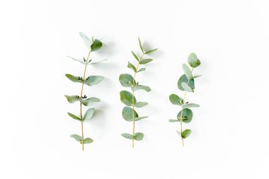 Okaliptüs, okaliptüs ve pamuktan yapılmış desen pembe arka planda izole edilmiş ve metin için boş alan var. Düz yatış, üst görünüm. 