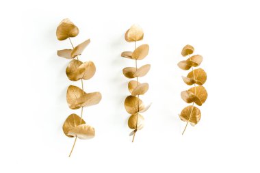 Beyaz arka planda altın yapraklı okaliptüs. Minimum konsept. düz yatış, üst görünüm