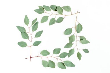 Beyaz arka planda izole edilmiş okaliptüs dallarından yapılmış çelenk çerçevesi. Düz uzan, üst 