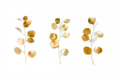 Beyaz arka planda altın yapraklı okaliptüs. Minimum konsept. düz yatış, üst görünüm