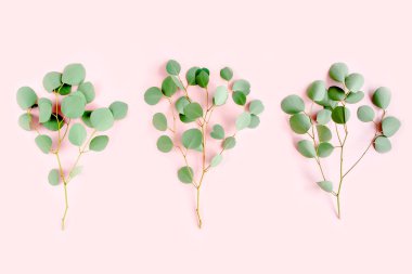 Pembe arka planda yeşil dal okaliptüs. düz yatış, üst görünüm