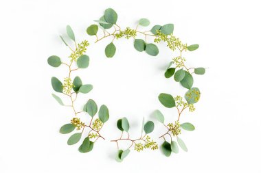 Dalları okaliptüs olan yuvarlak çerçeve ve beyaz arka planda izole meyveler içeren yapraklar. Düz uzan, üst görünüm