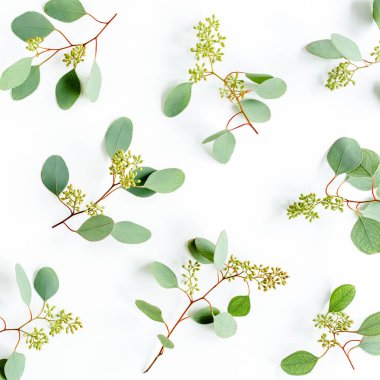 Arkaplan dokusu yeşil yapraklardan, dallar okaliptüs populus ve beyaz arka planda meyveler. Düz yatış, üst görünüm. 