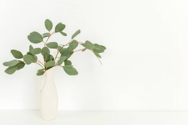 Okaliptüs populus dalları ışık arka planında, masanın üstünde vazoda. Ev dekoru. Günlük, web sitesi veya sosyal medya kavramı