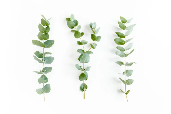 Branche verte, feuilles d'eucalyptus isolées sur fond blanc. Pose plate, vue du dessus concept minimal. — Photo